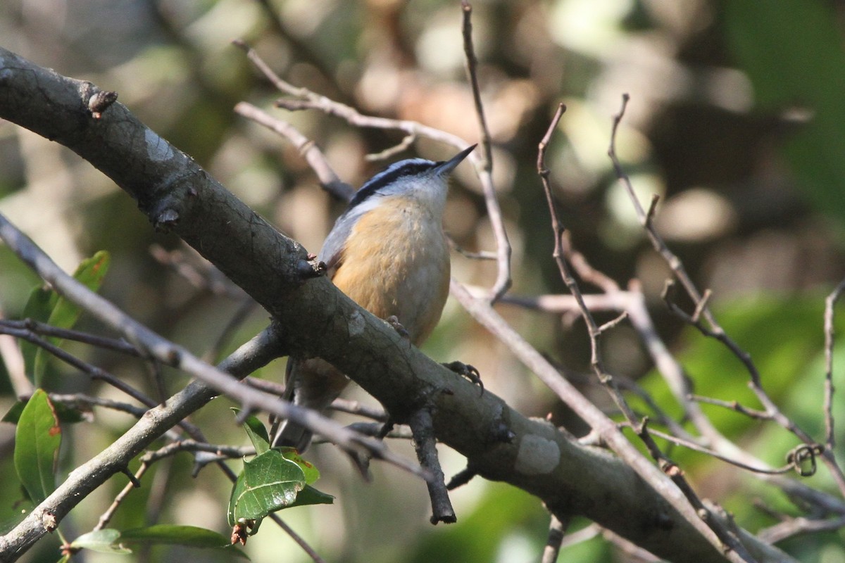 Red-breasted Nuthatch - ML119015791