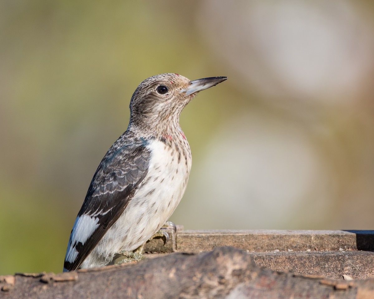 Red-headed Woodpecker - ML119017671