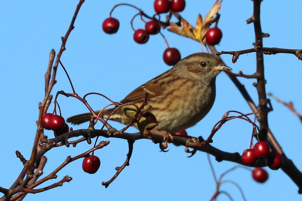 Dunnock - ML119022221