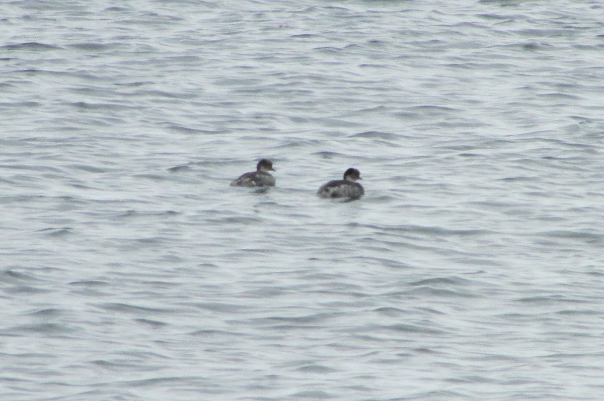 Silvery Grebe - ML119024291