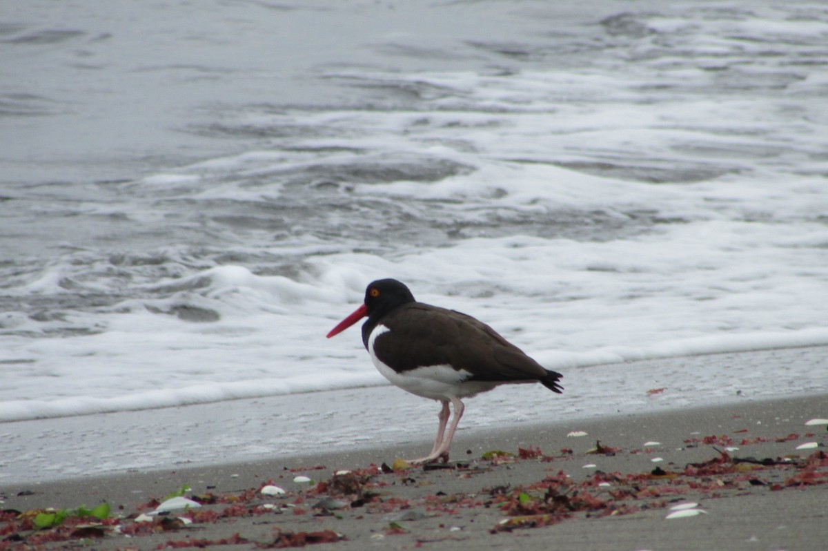 American Oystercatcher - ML119024641