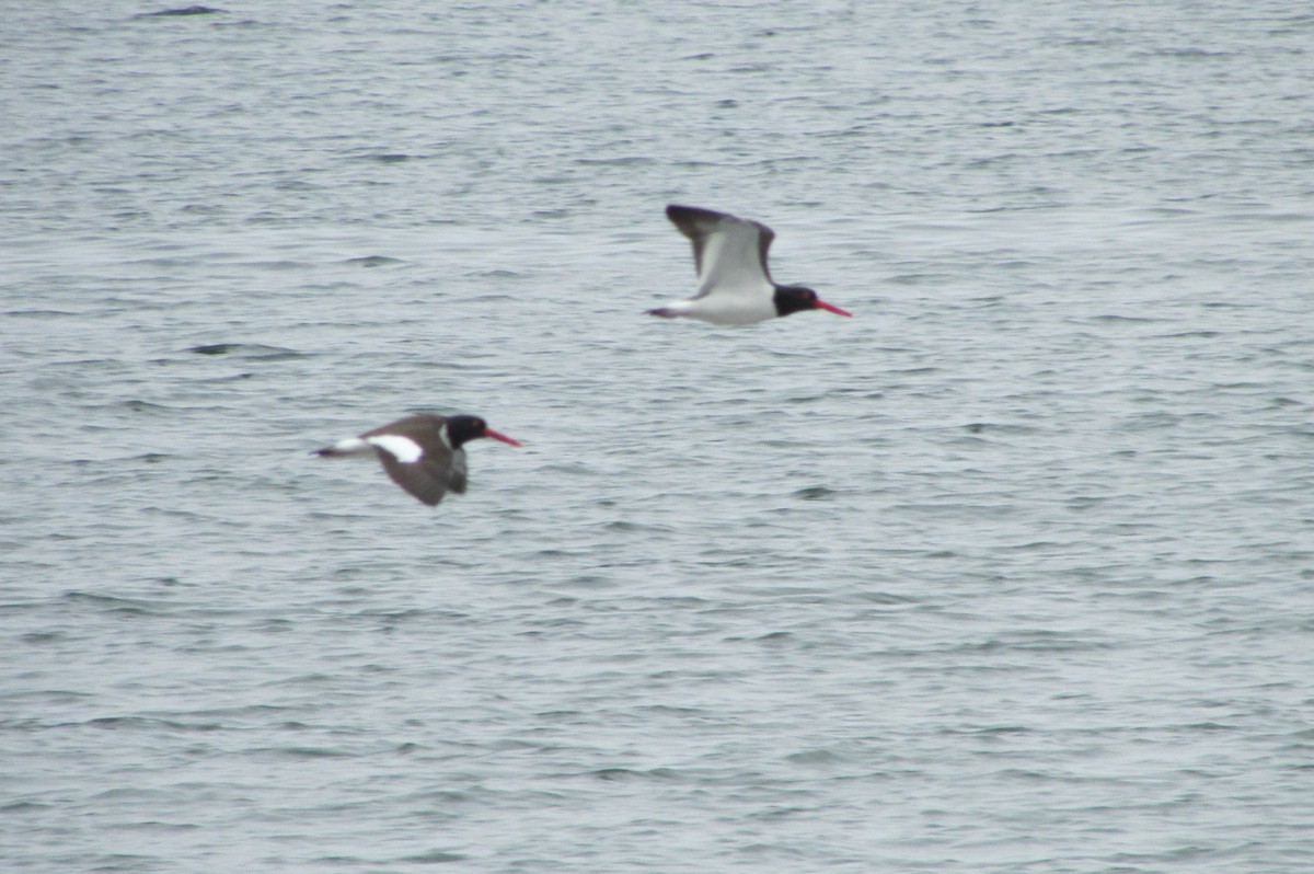 American Oystercatcher - ML119024691