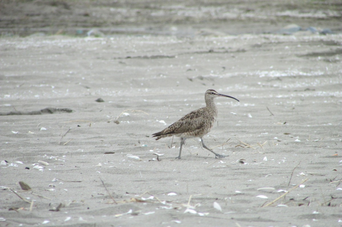 Whimbrel - Jose Rebolledo