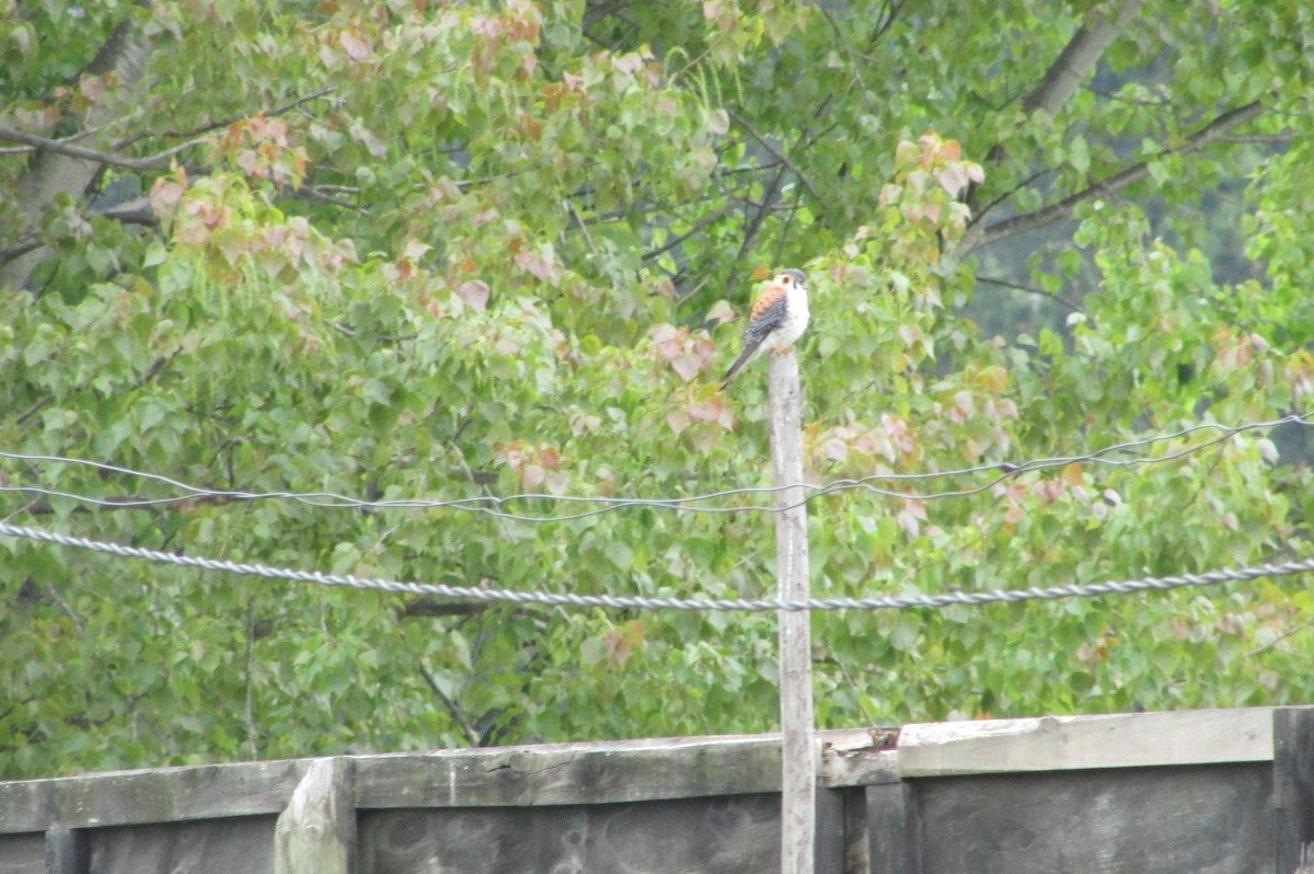 American Kestrel - ML119024961