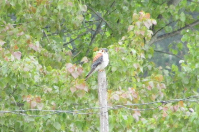 American Kestrel - ML119024981