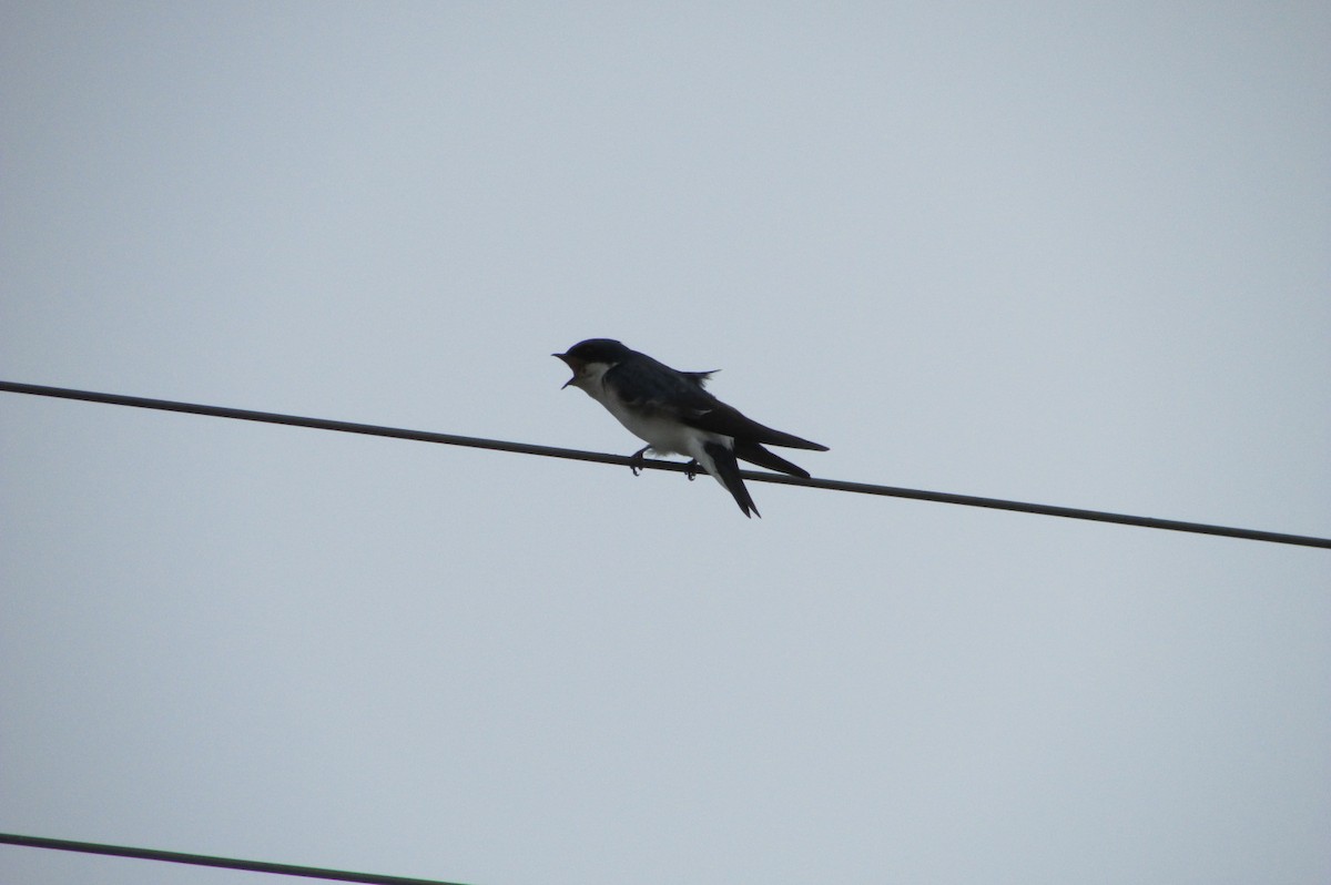 Chilean Swallow - ML119025061