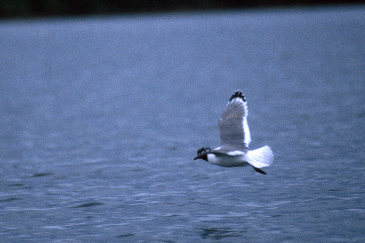 Franklin's Gull - ML119025281