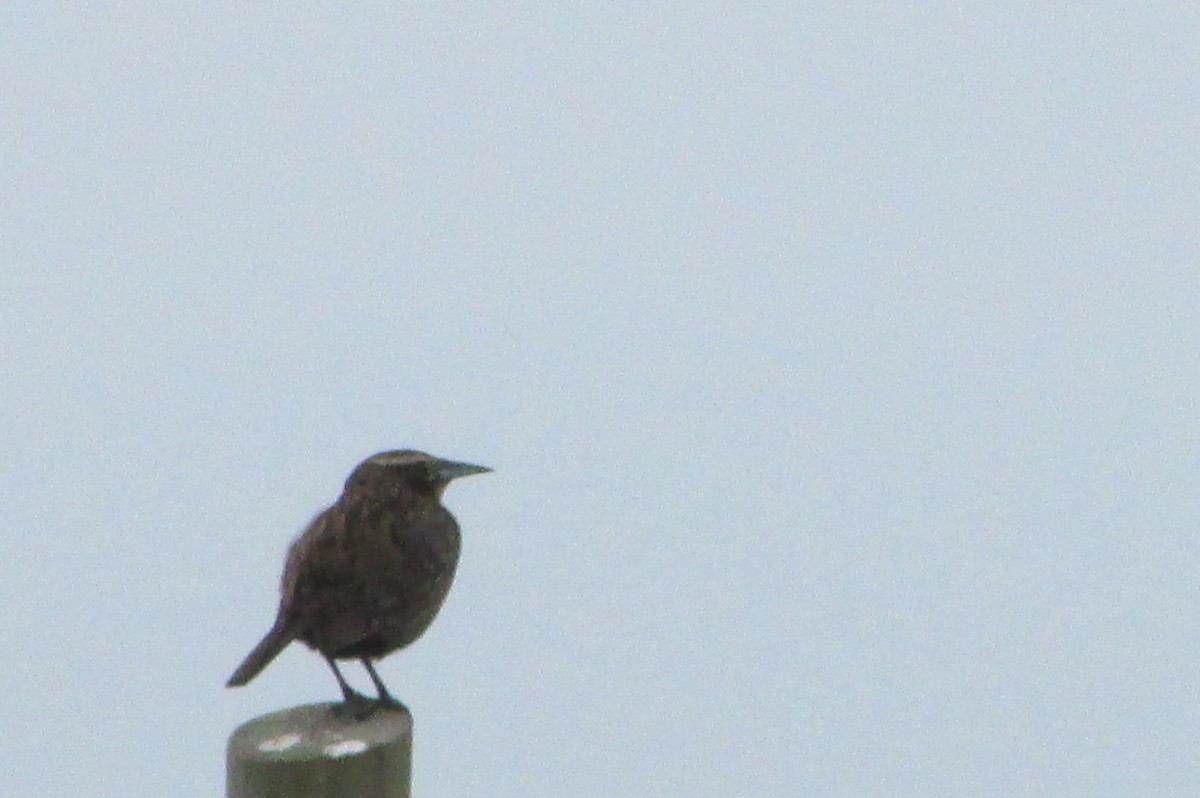 Long-tailed Meadowlark - ML119025341