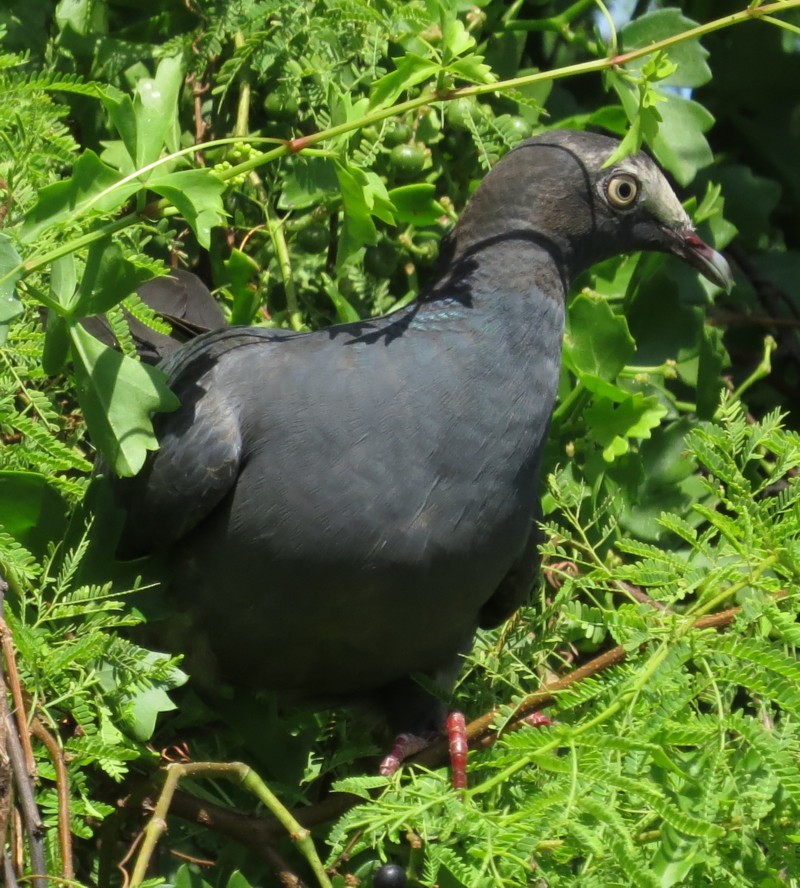 Pigeon à couronne blanche - ML119026431