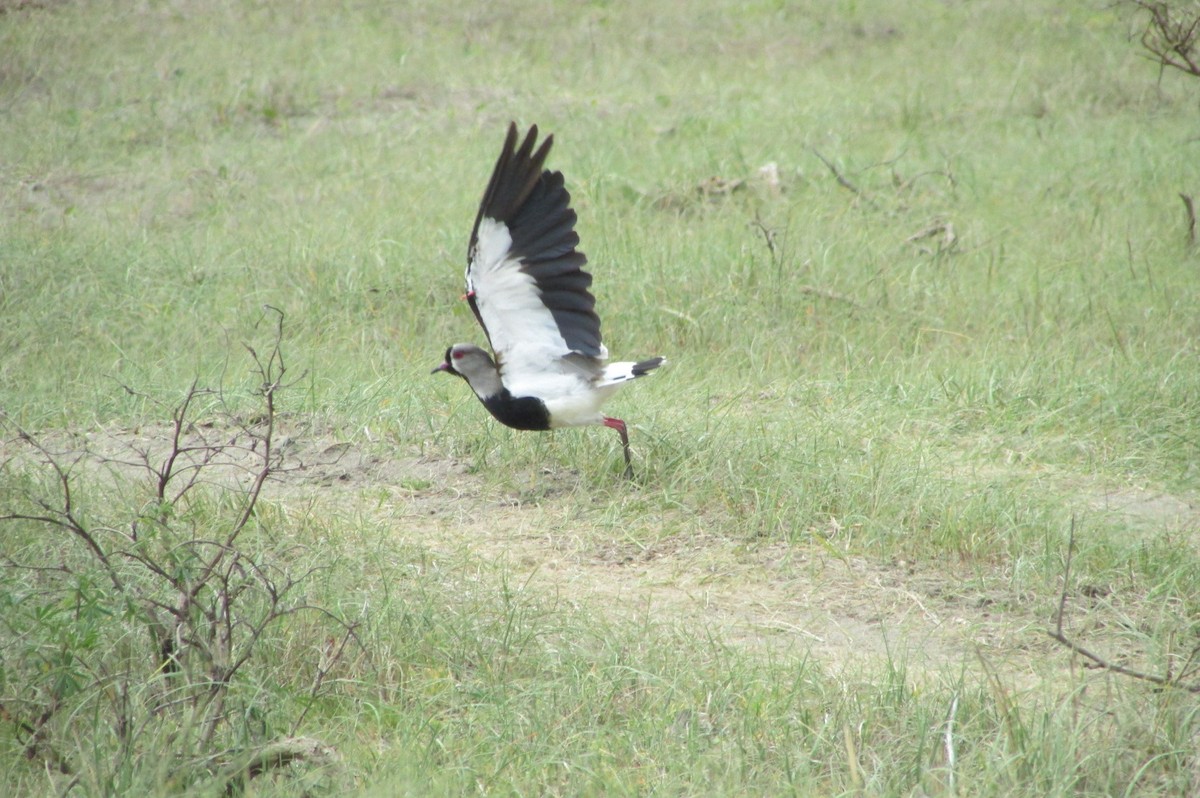 Southern Lapwing - ML119026931