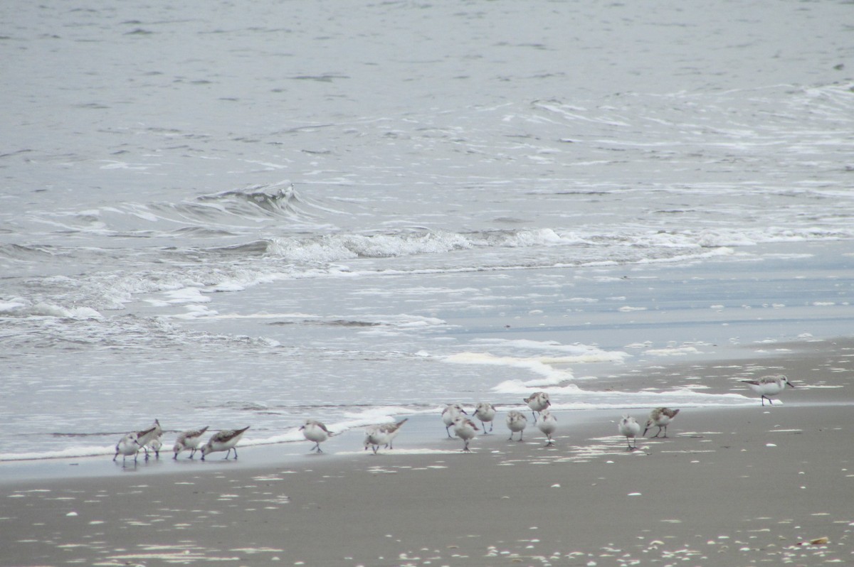 Sanderling - ML119027011