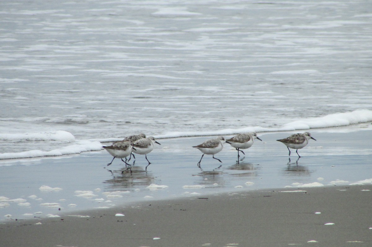 Sanderling - ML119027021