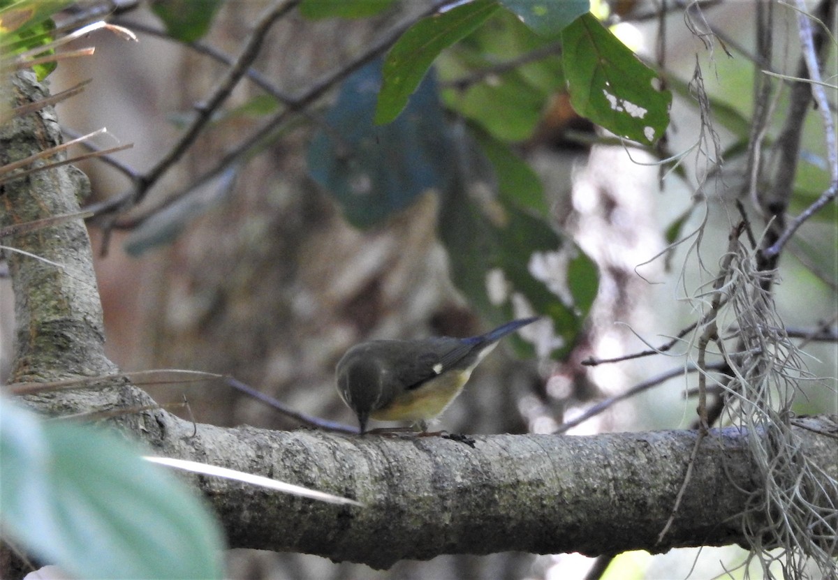 Black-throated Blue Warbler - ML119029191