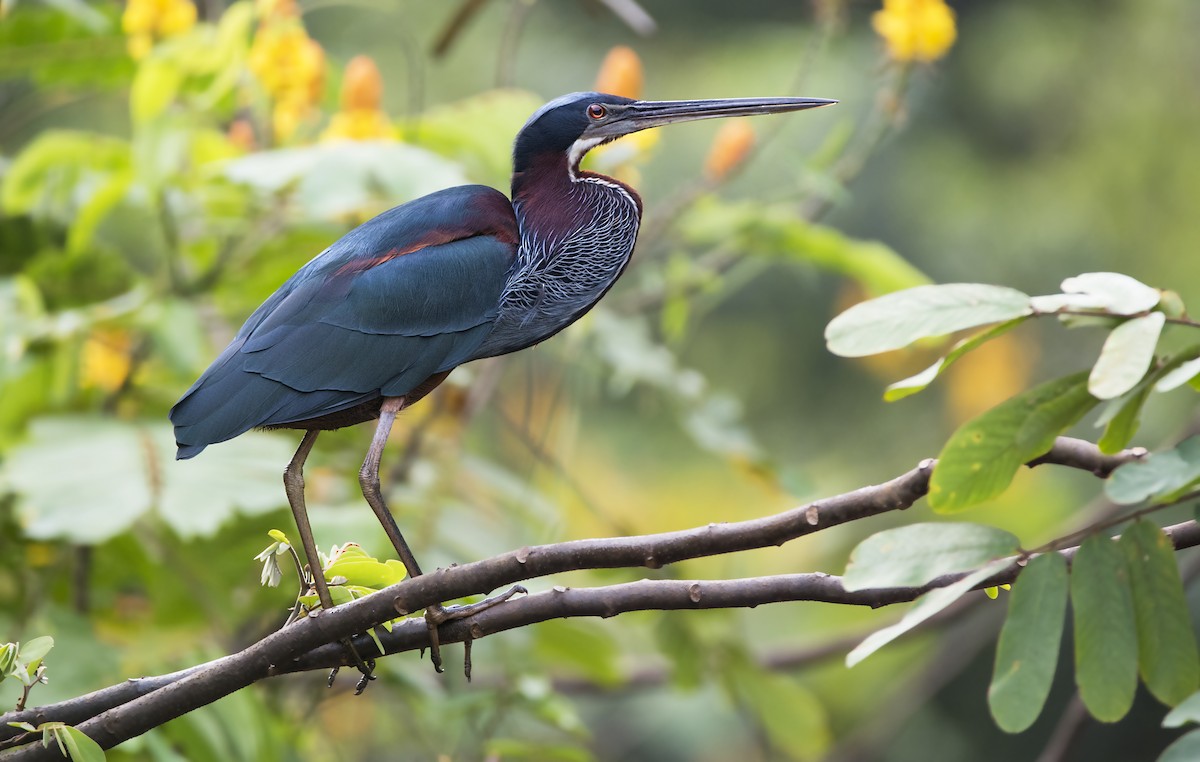 Agami Heron - ML119029481