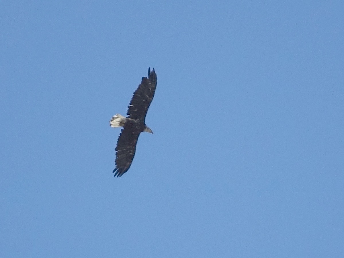 Bald Eagle - ML119031431