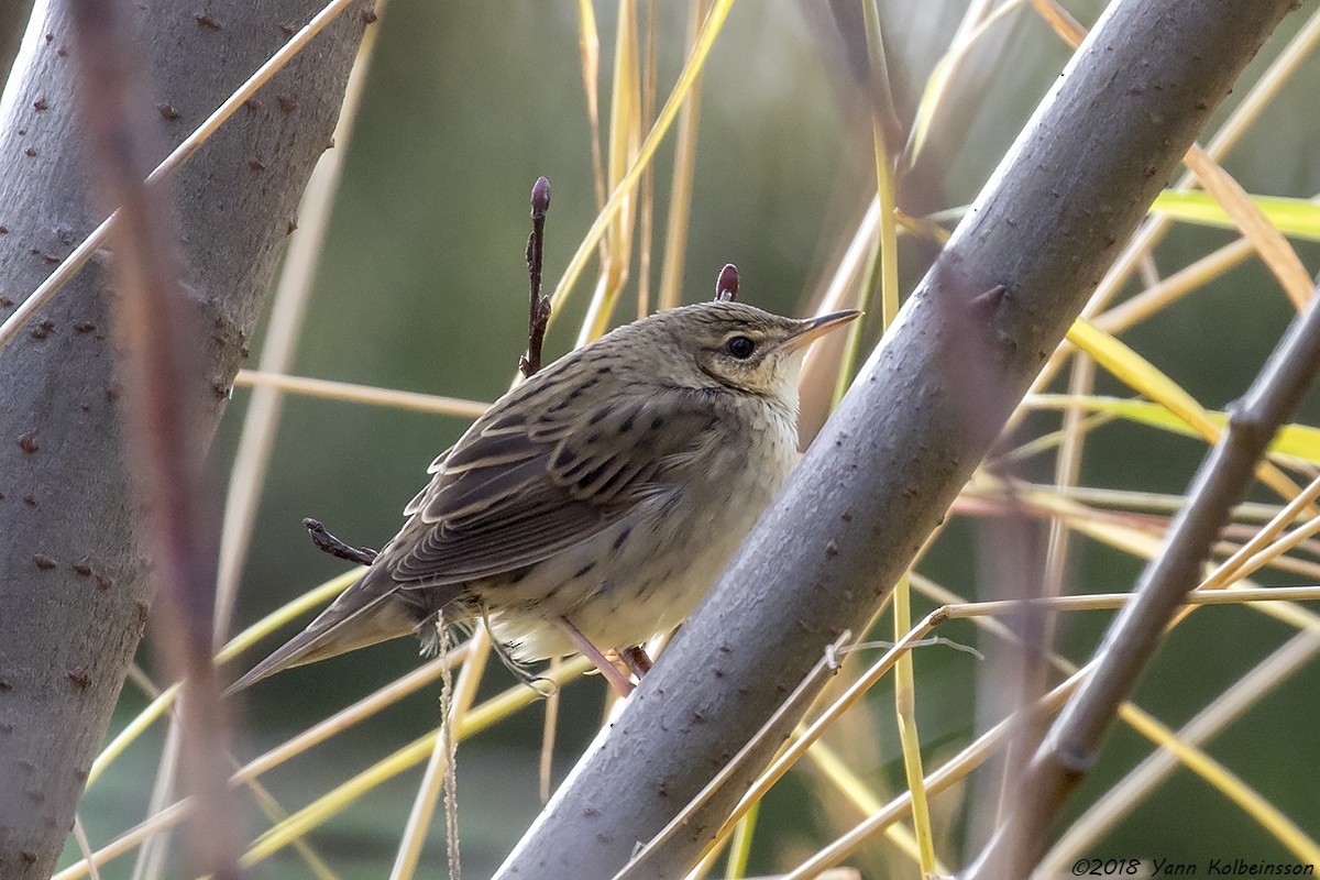 Lanceolated Warbler - ML119032331