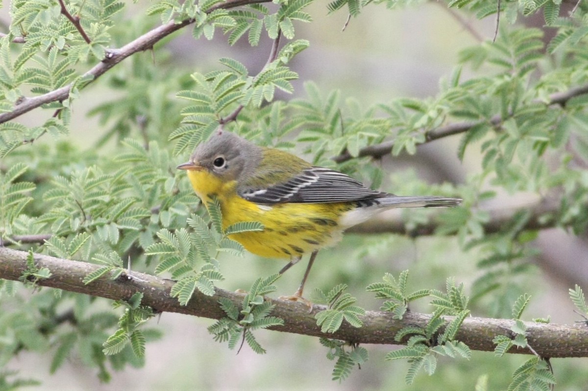 Magnolia Warbler - ML119033261