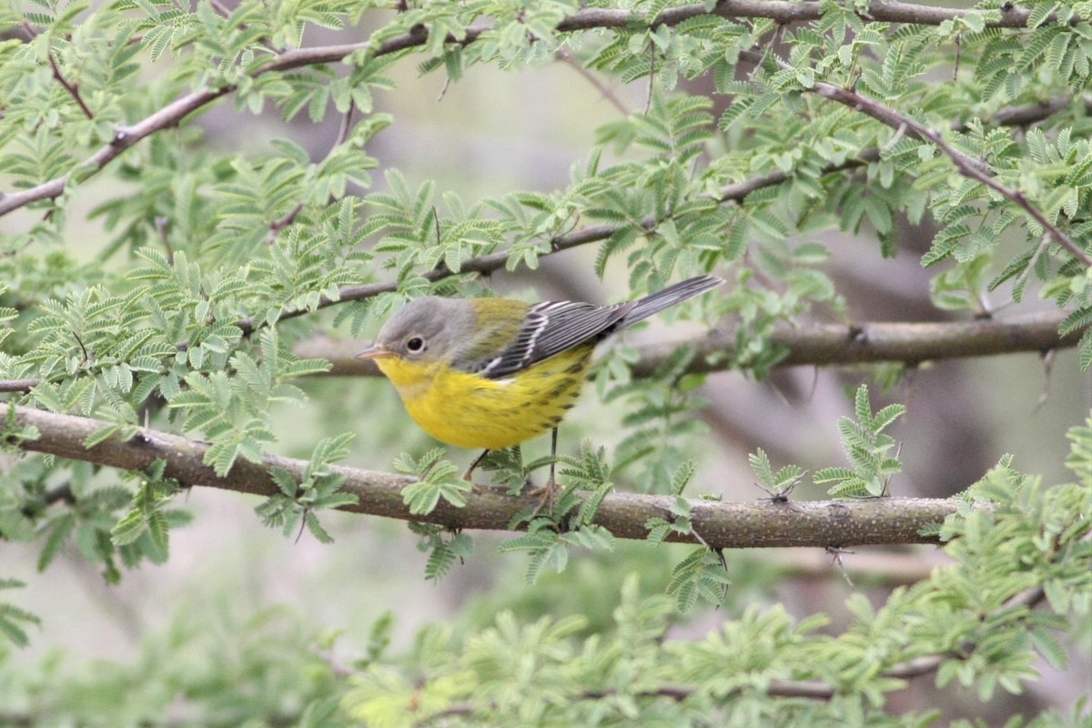 Magnolia Warbler - ML119033301