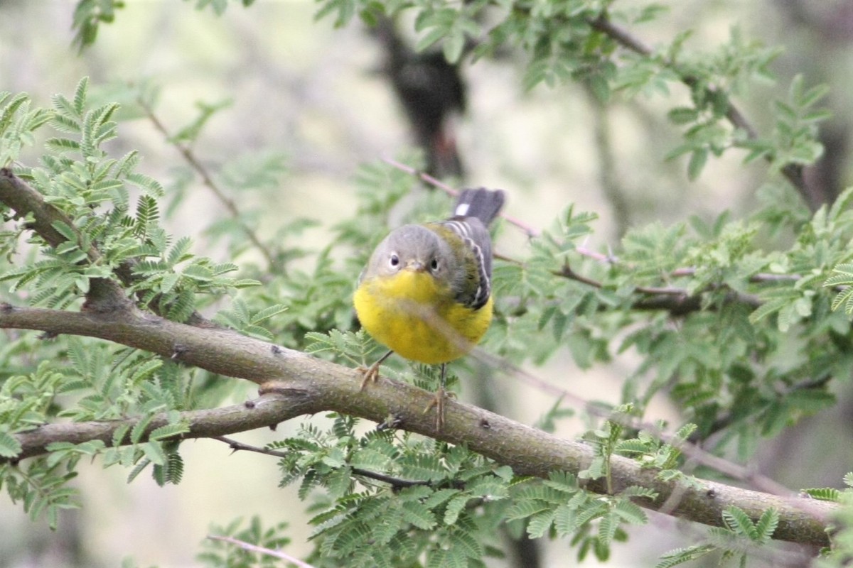 Magnolia Warbler - ML119033311