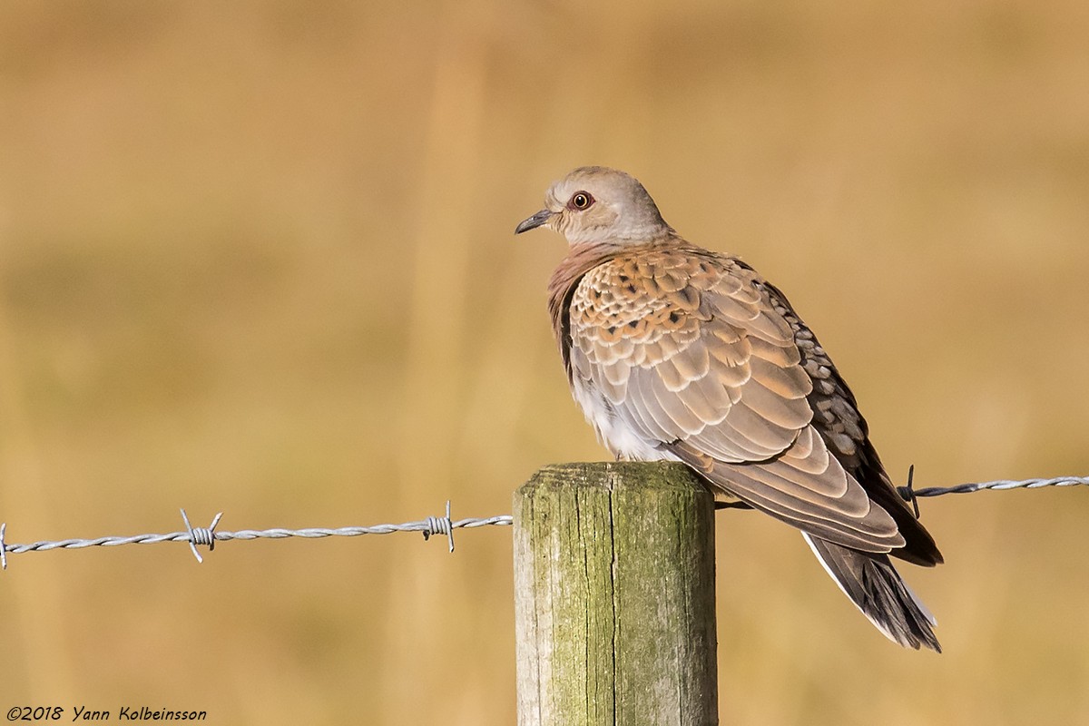 European Turtle-Dove - ML119034251