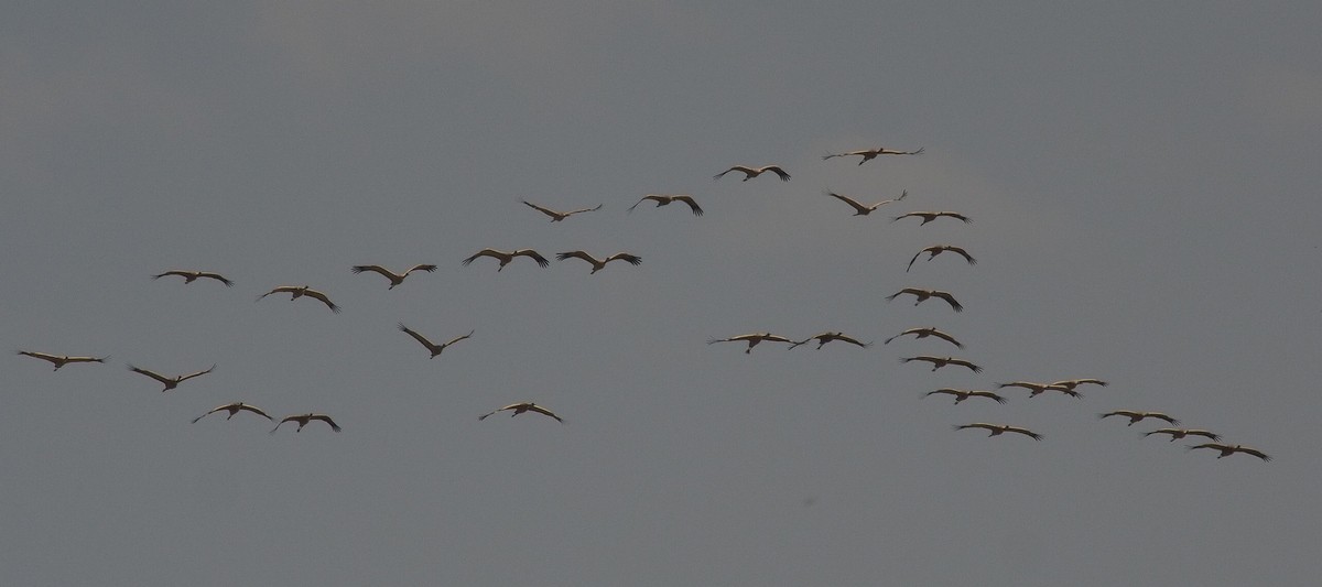 Common Crane - ML119034521