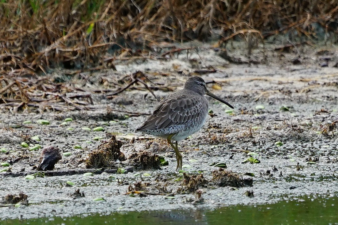 Long-billed Dowitcher - ML119034731