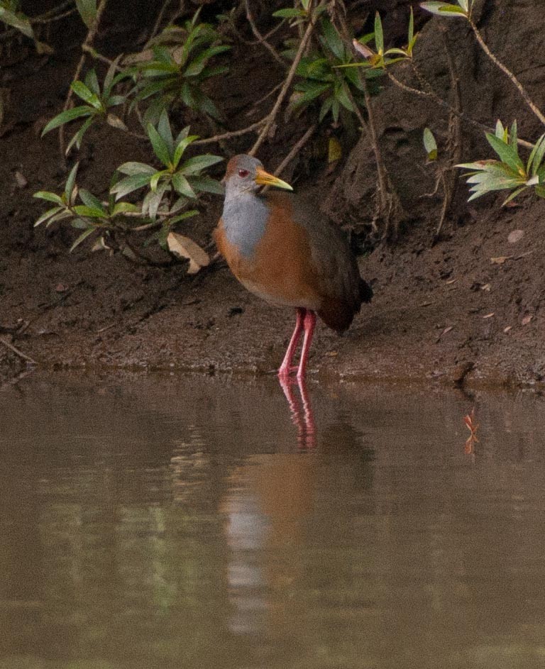 Russet-naped Wood-Rail - Simon Carter