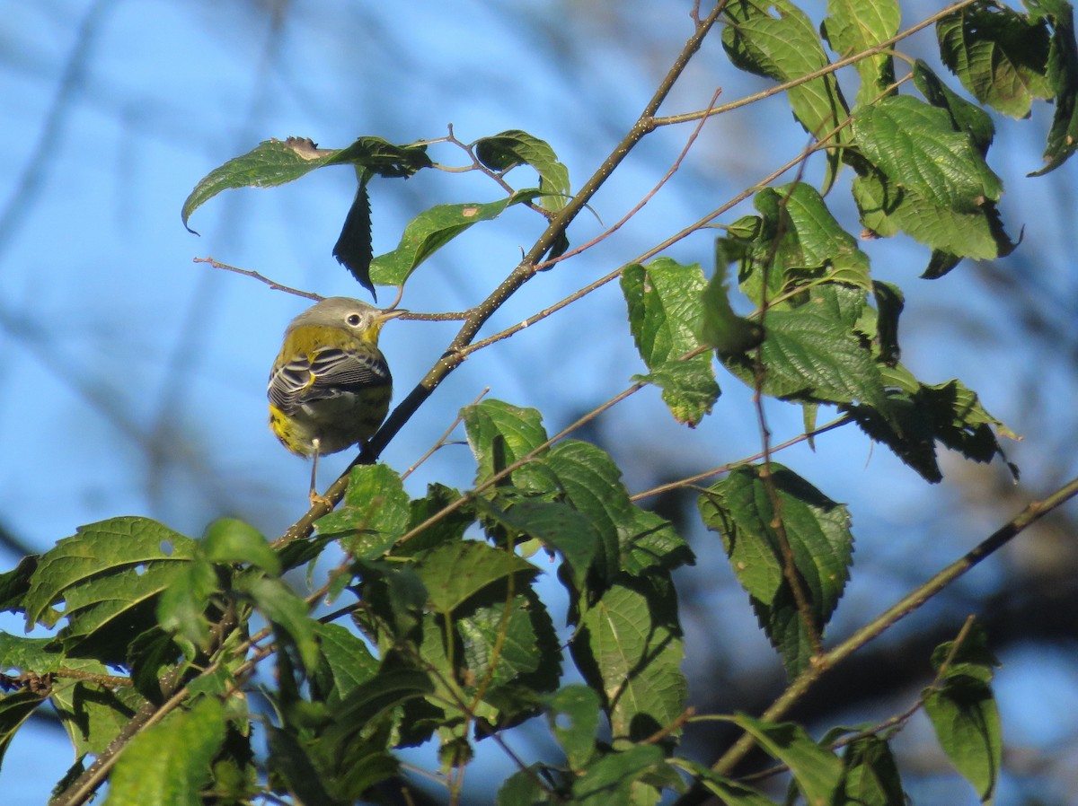 Magnolia Warbler - ML119036521