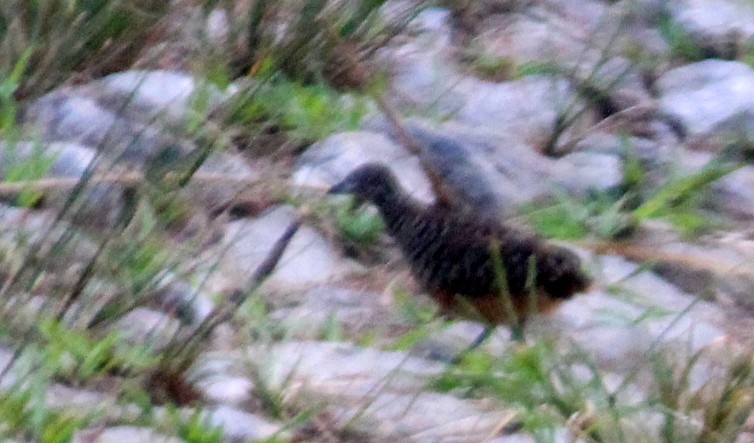 Barred Buttonquail - ML119036991
