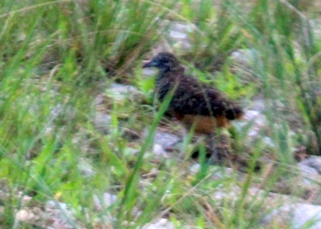 Barred Buttonquail - ML119037081