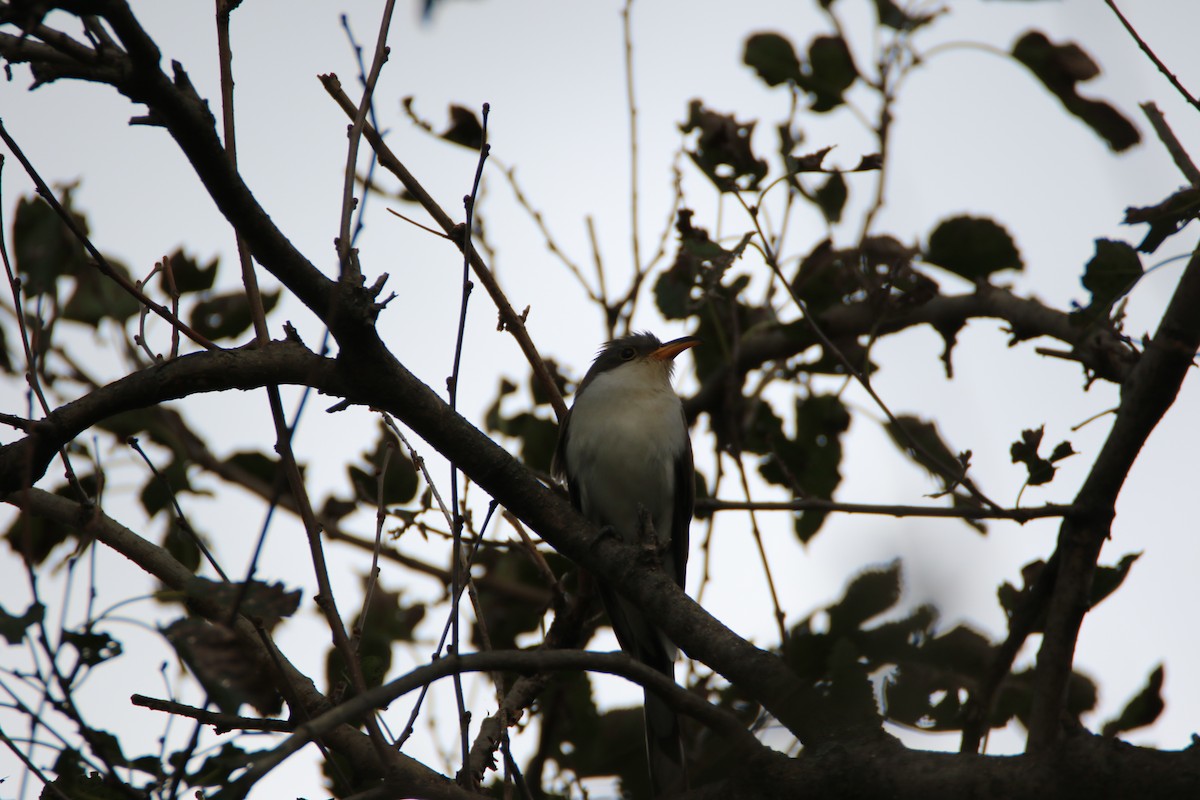 Yellow-billed Cuckoo - ML119037351