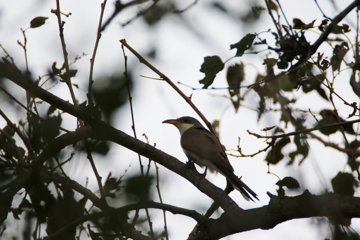 Yellow-billed Cuckoo - ML119037451