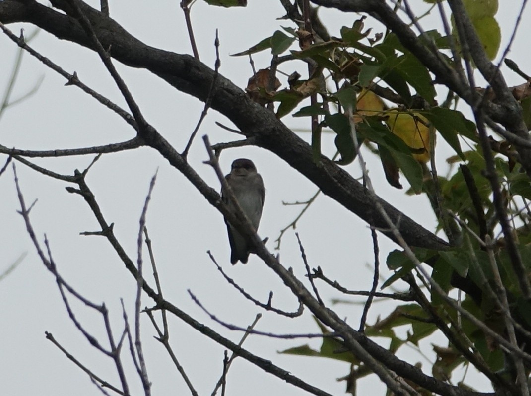 Northern Rough-winged Swallow - ML119038071