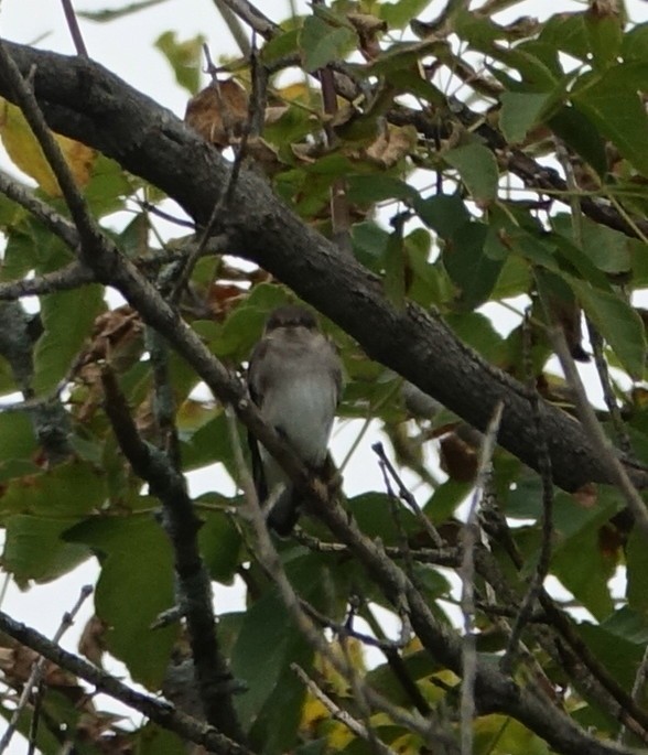 Northern Rough-winged Swallow - ML119038091