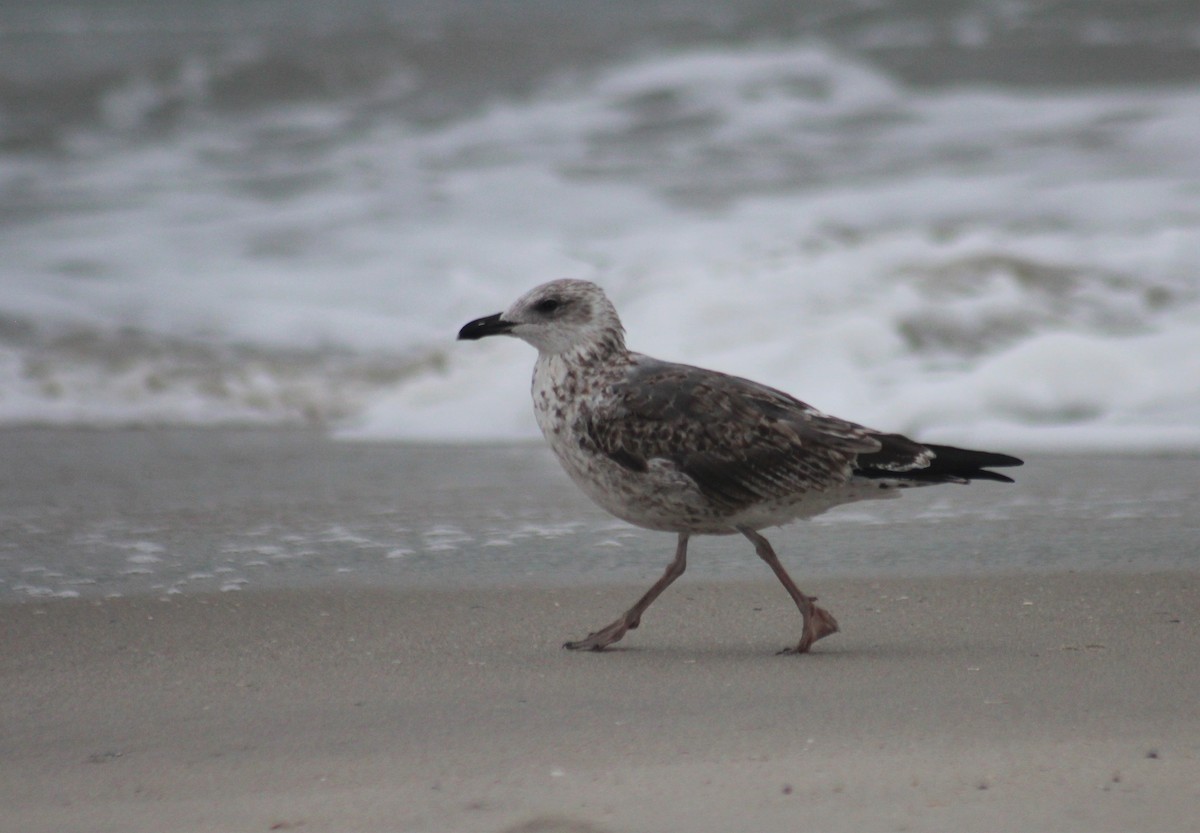 Lesser Black-backed Gull - Martina Nordstrand