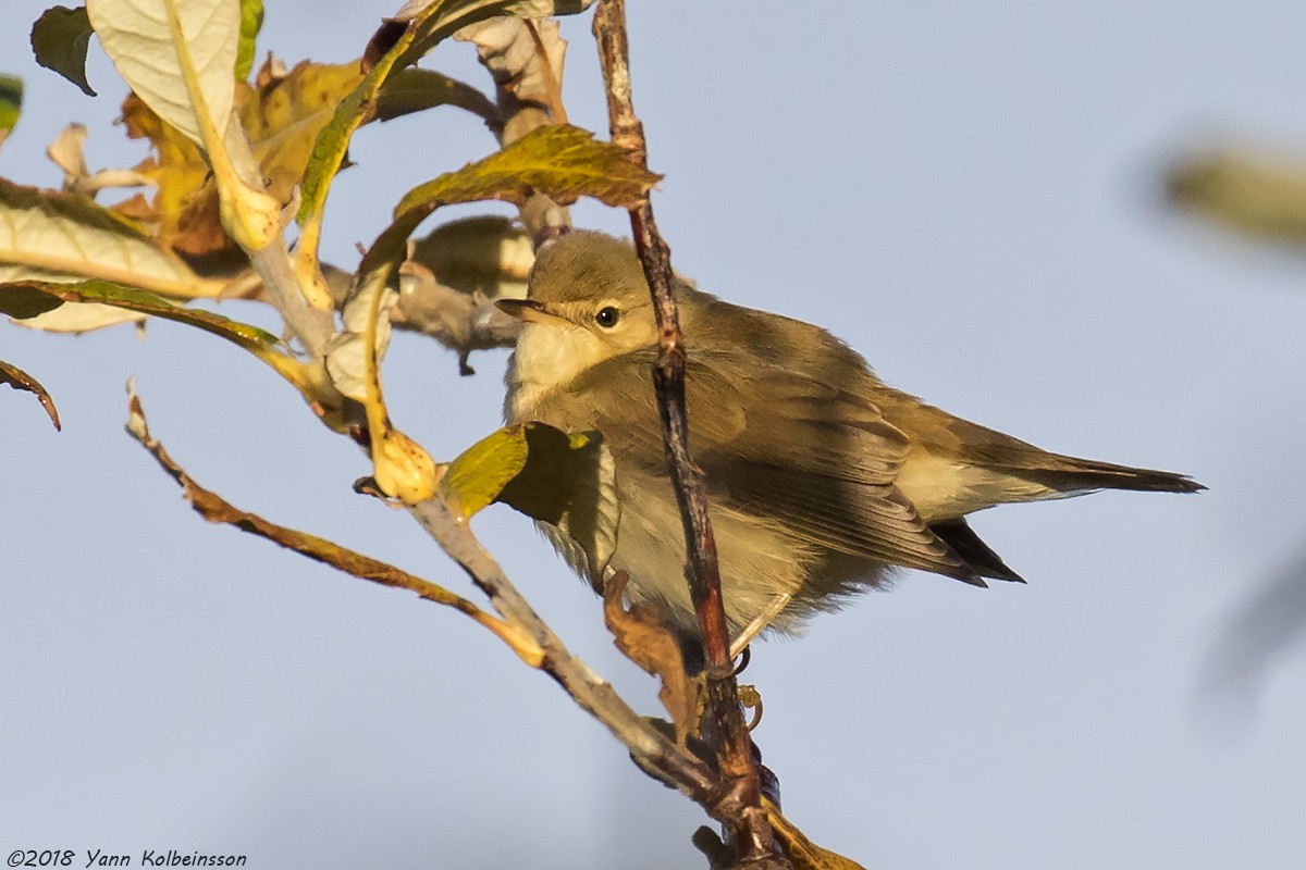 Marsh Warbler - Yann Kolbeinsson