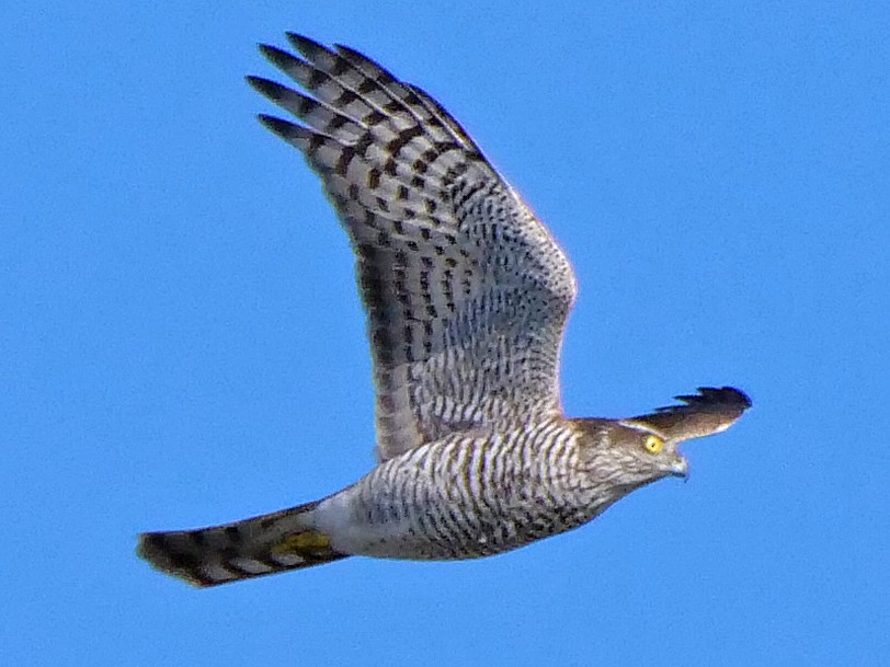Eurasian Sparrowhawk - ML119040541