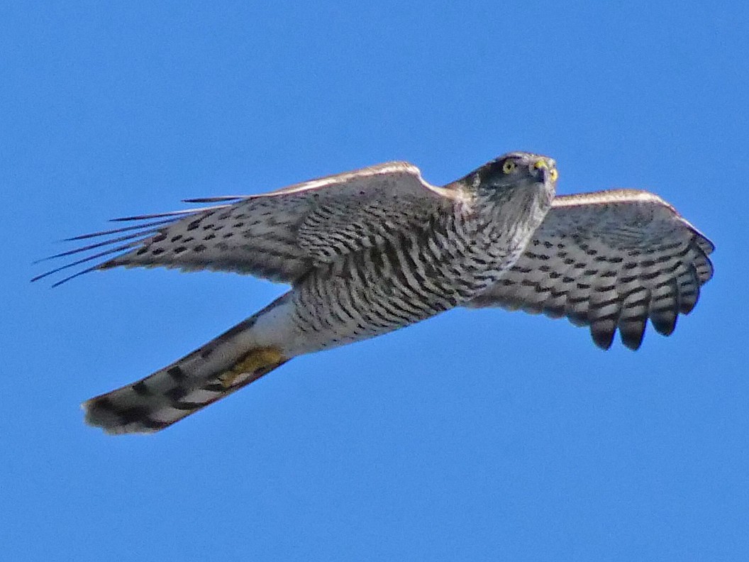 Eurasian Sparrowhawk - ML119040551