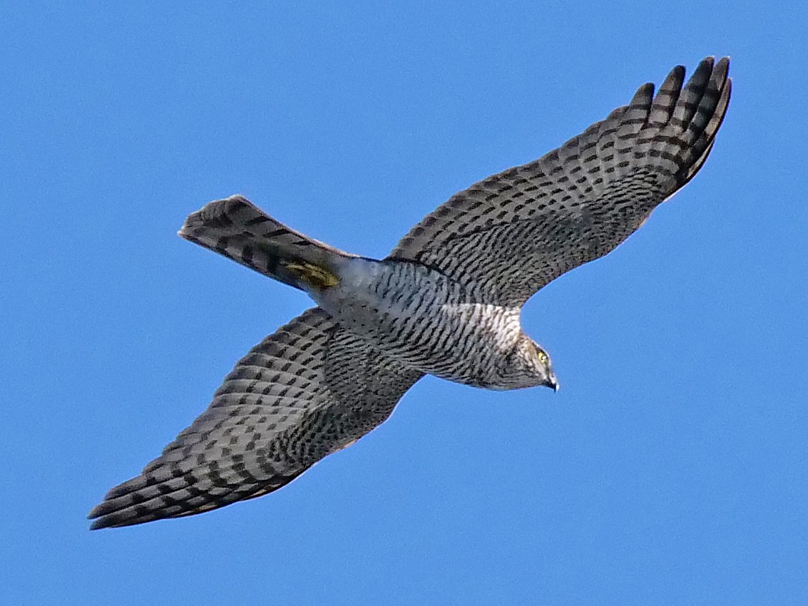 Eurasian Sparrowhawk - ML119040561