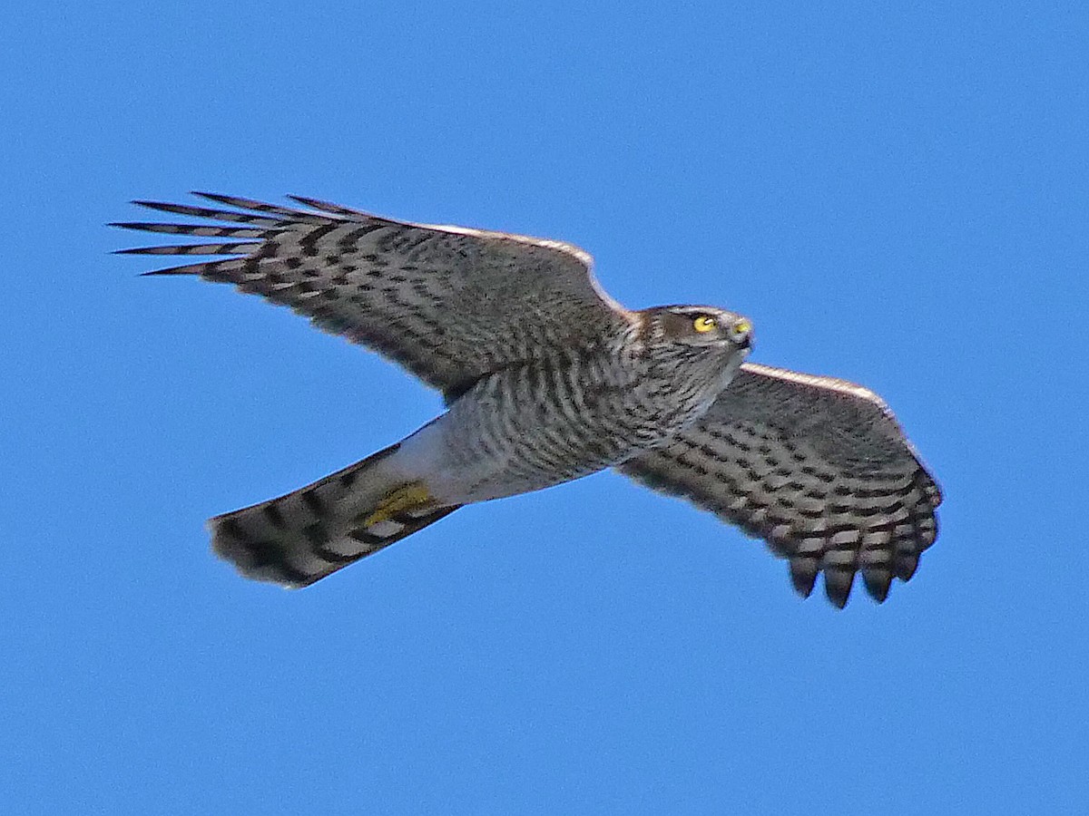 Eurasian Sparrowhawk - ML119040571