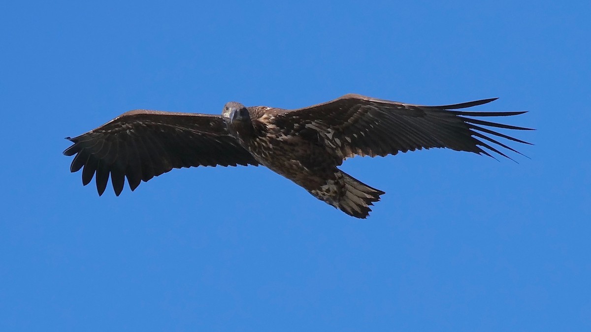 White-tailed Eagle - ML119040581