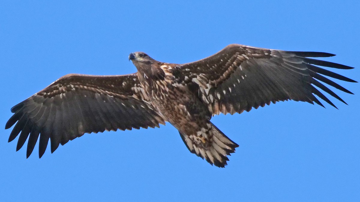 White-tailed Eagle - ML119040591