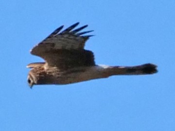 Hen Harrier - ML119040741