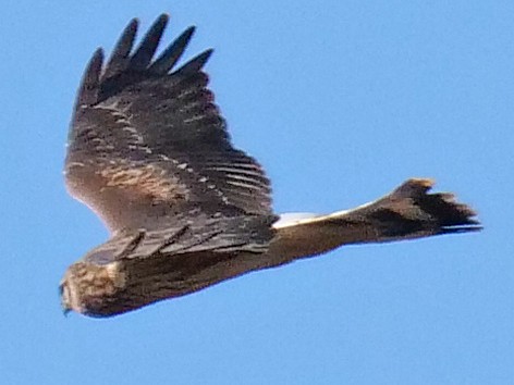 Hen Harrier - ML119040761