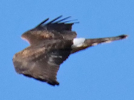 Hen Harrier - ML119040771