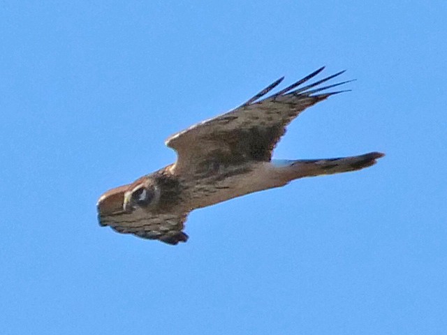 Hen Harrier - ML119040781