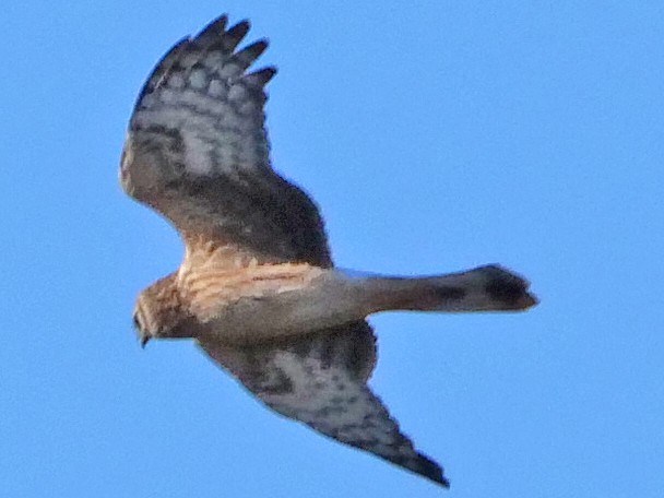 Hen Harrier - ML119040791