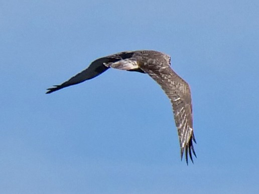 Rough-legged Hawk - ML119040871