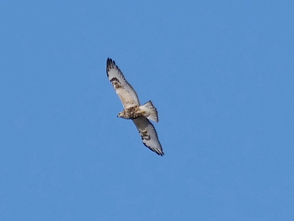 Rough-legged Hawk - ML119040881