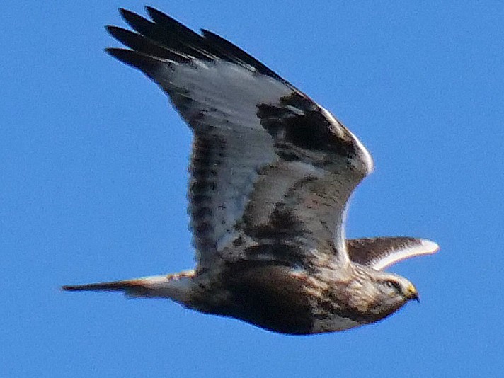 Rough-legged Hawk - ML119040891